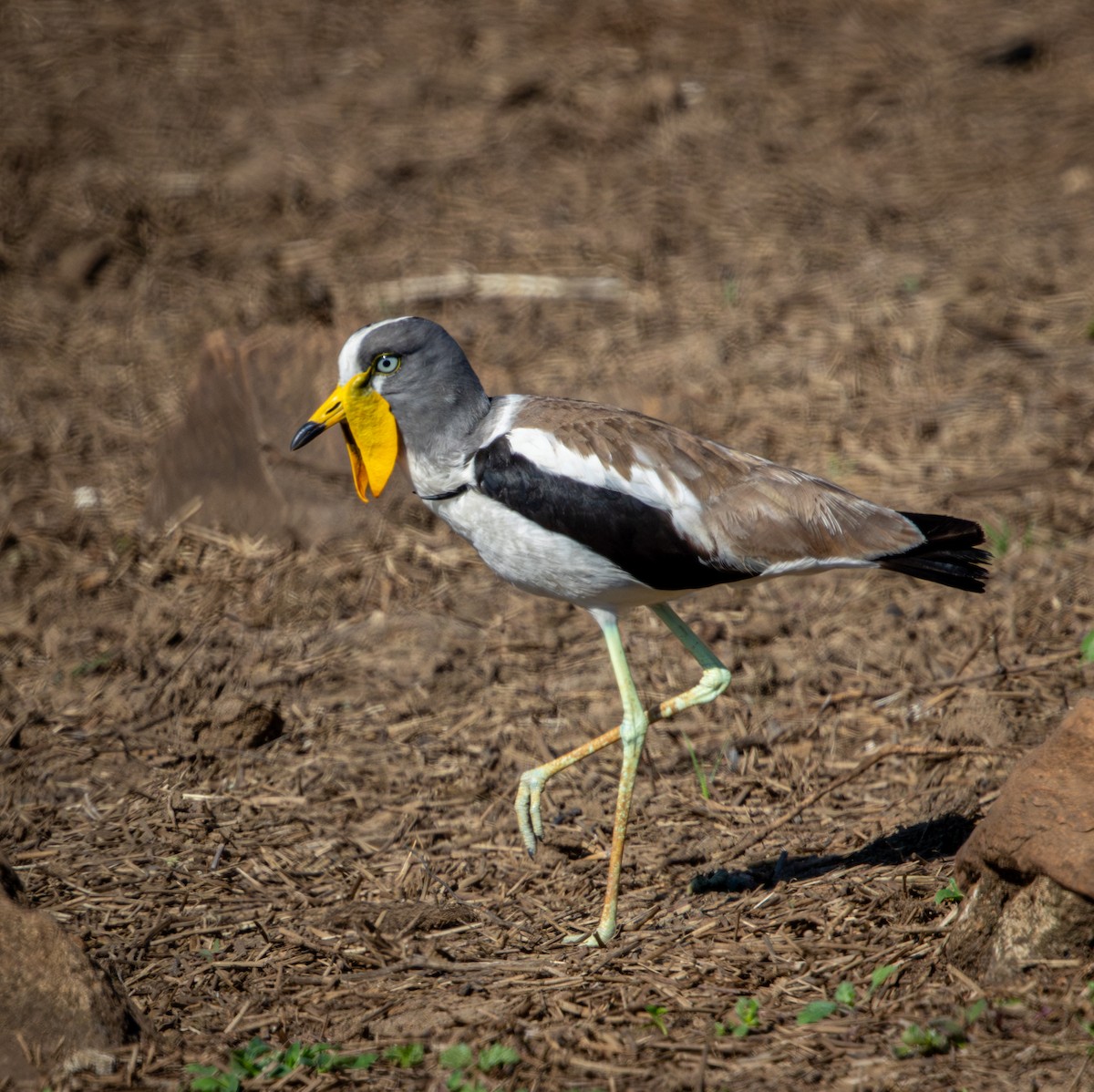 White-crowned Lapwing - ML645811222