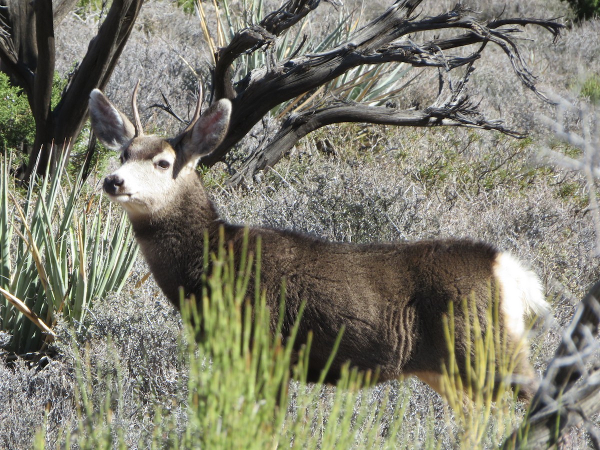 Desert Mule Deer - ML645811223