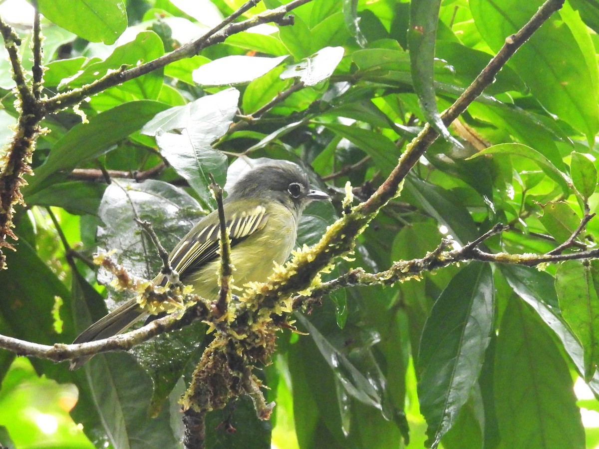 Yellow-winged Flatbill - ML645811226