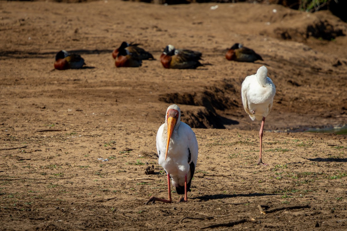 Yellow-billed Stork - ML645811229