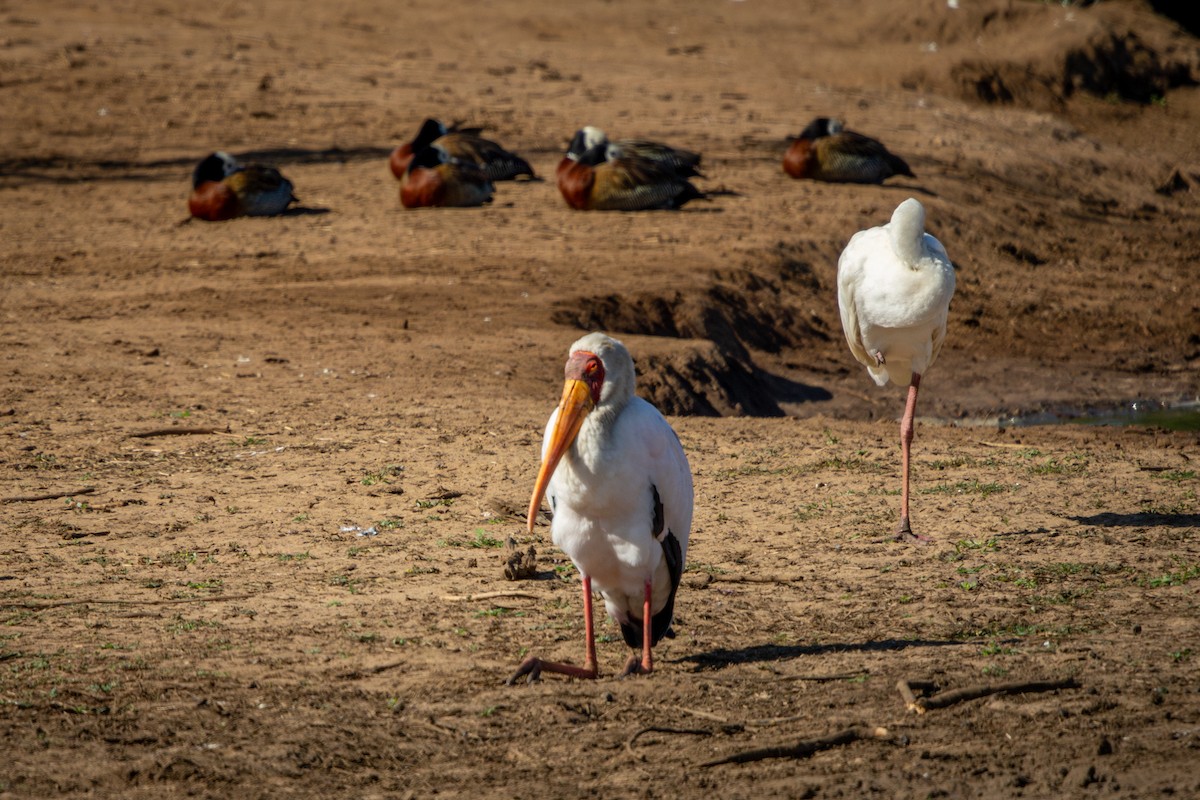 Yellow-billed Stork - ML645811230