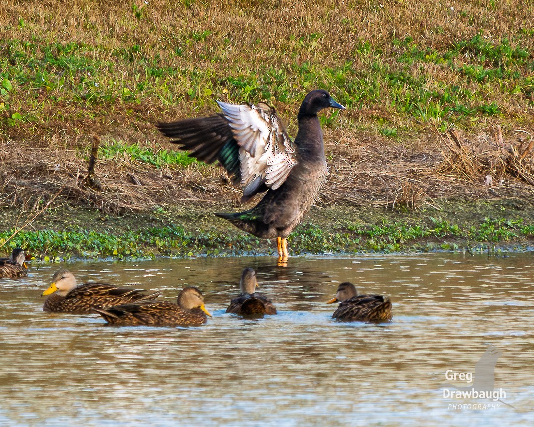 kachna domácí - ML645811232