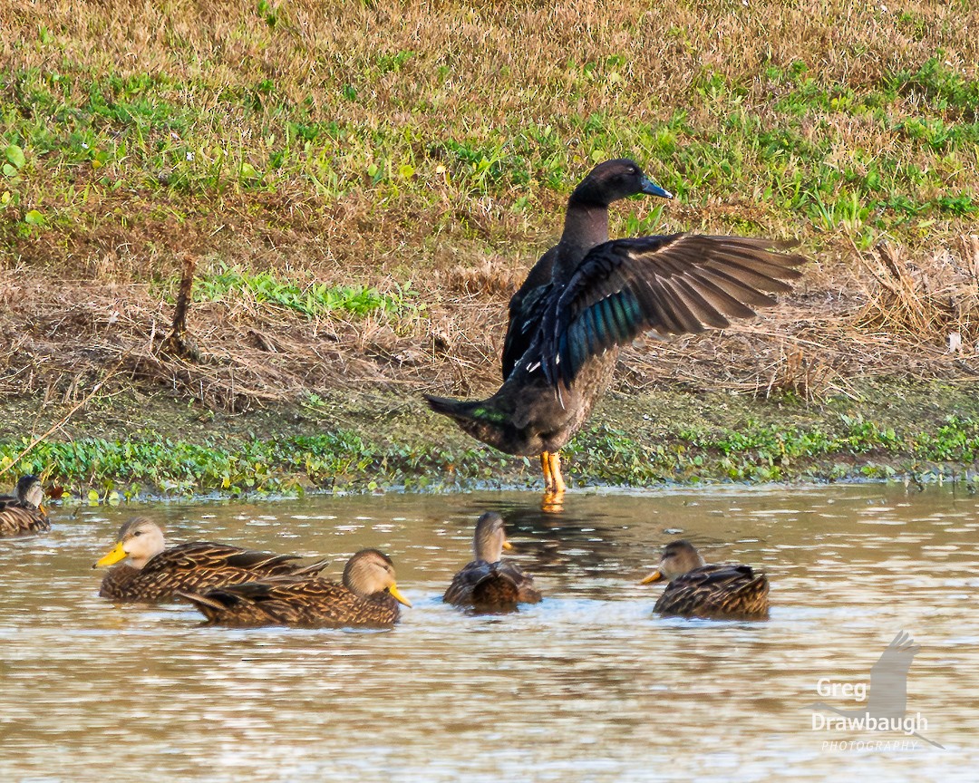 kachna domácí - ML645811233