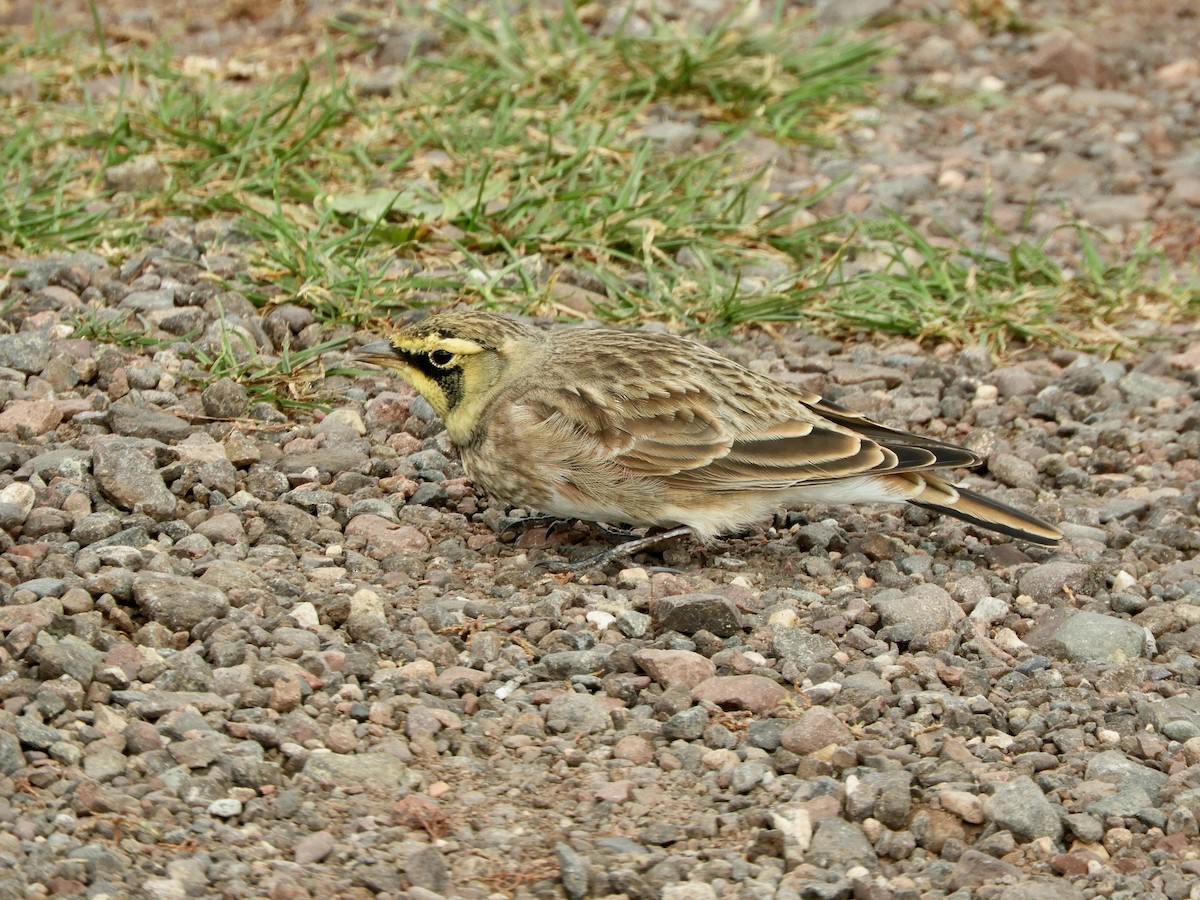 Alondra Cornuda - ML645811238