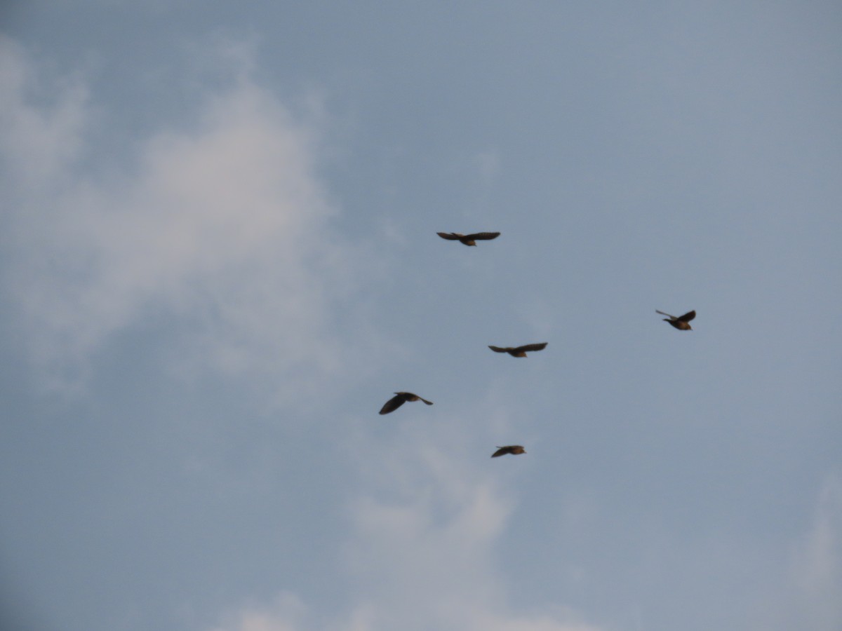 Rosy Starling - ML645811241