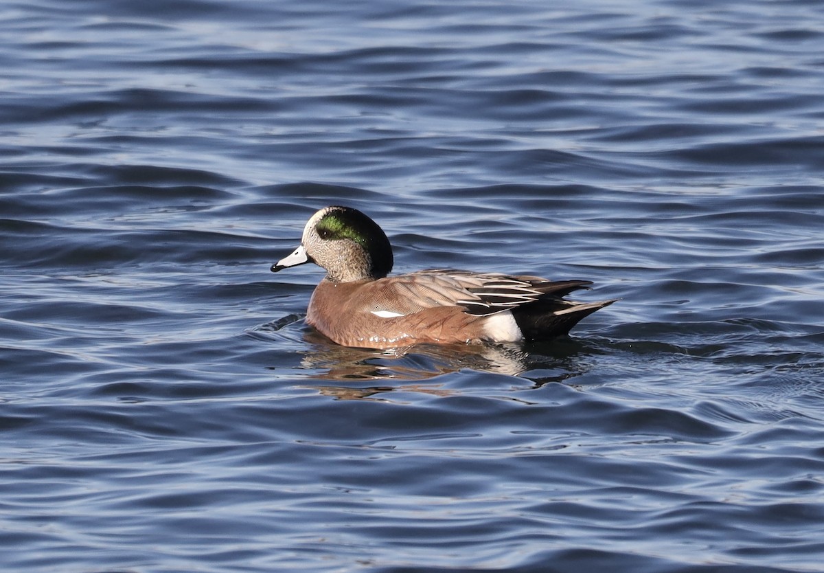 American Wigeon - ML645811244