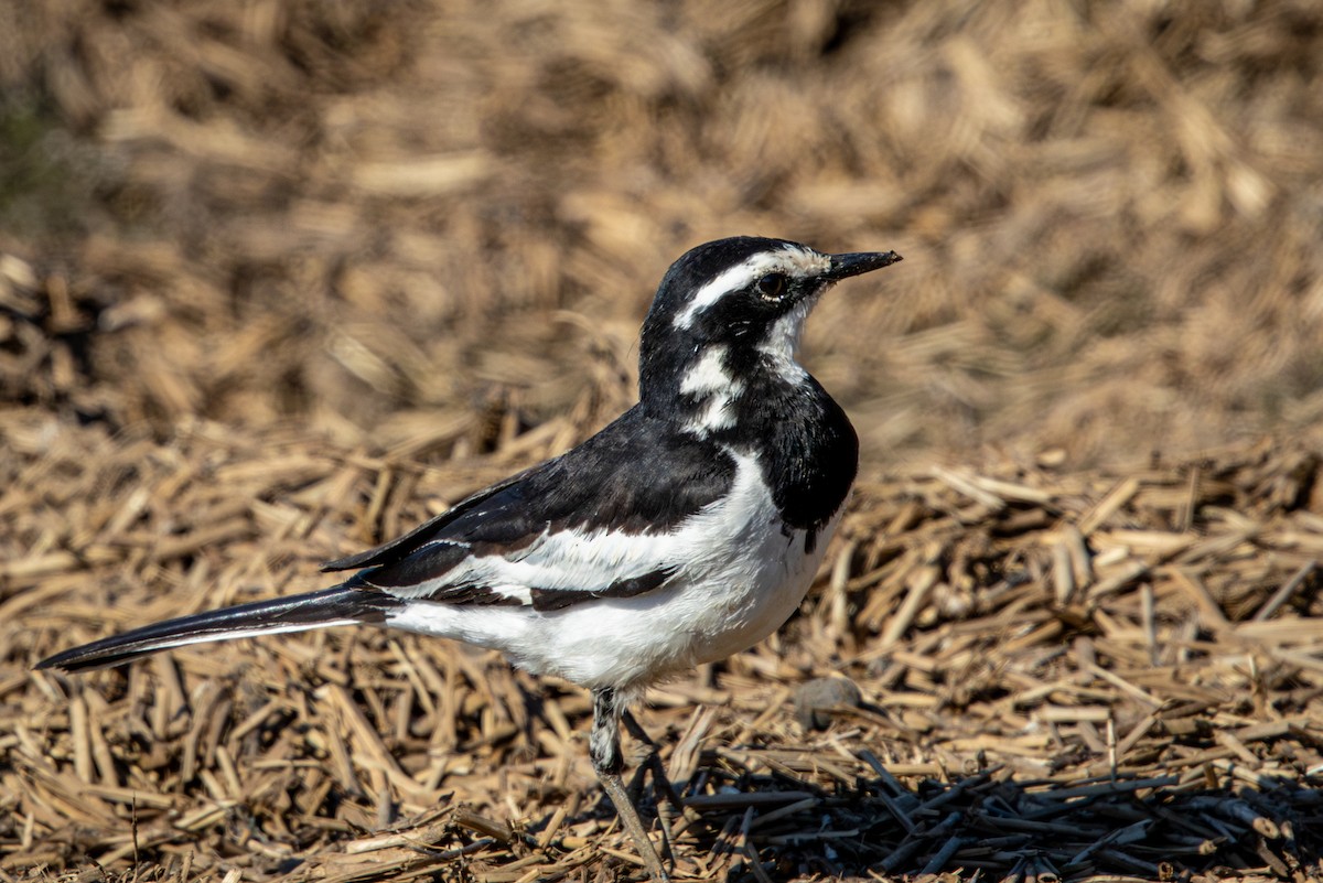 African Pied Wagtail - ML645811245