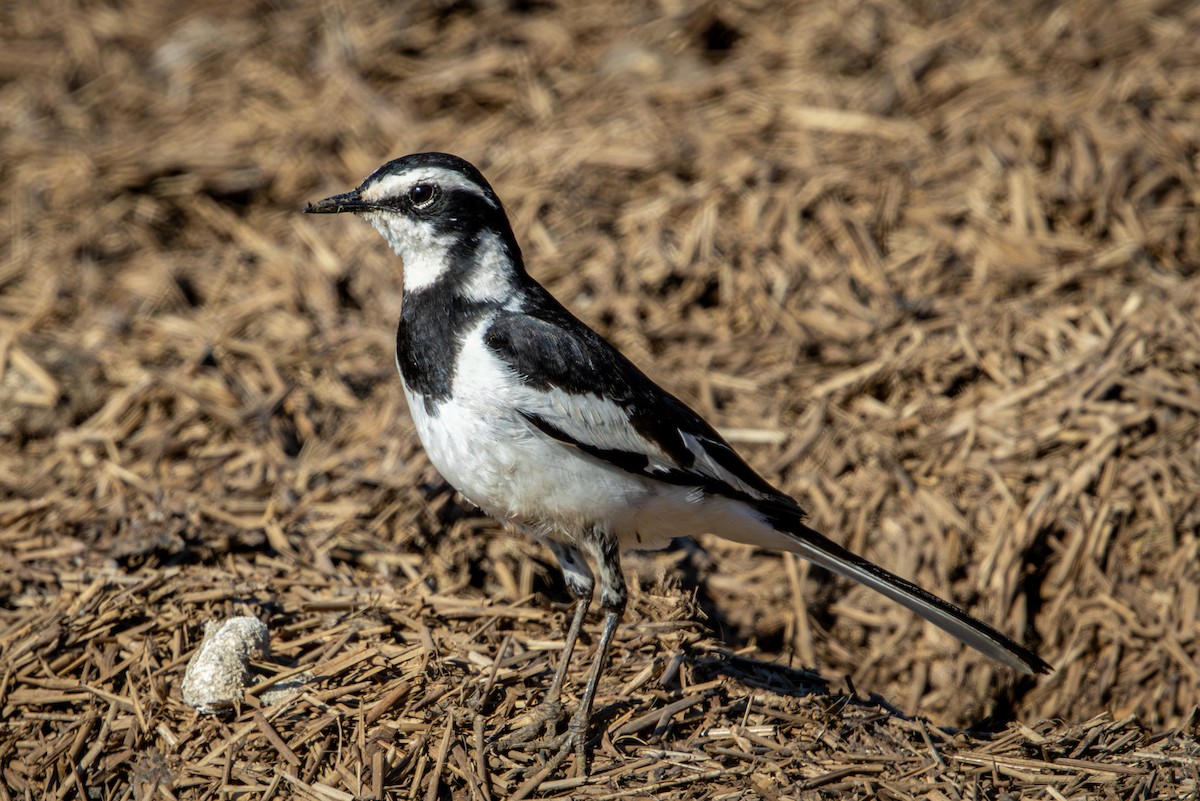 African Pied Wagtail - ML645811246