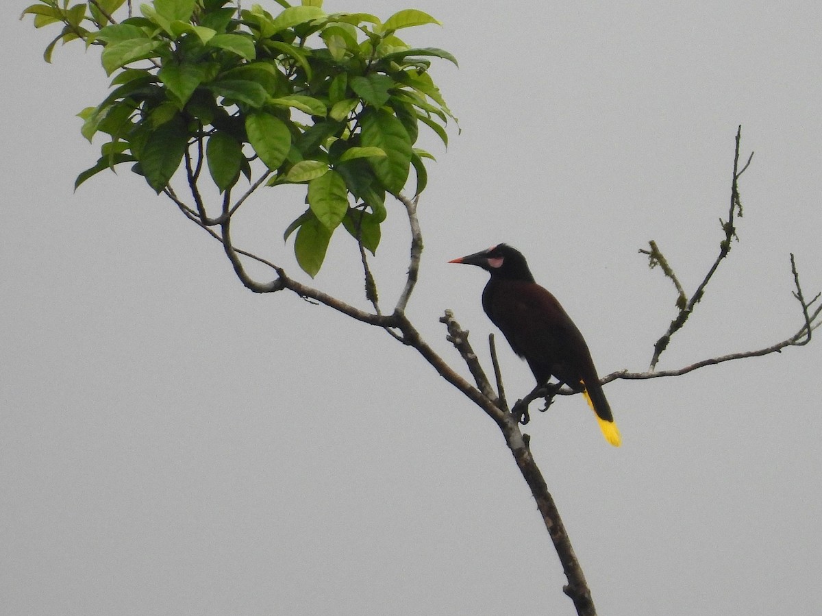 Cassique de Cassin - ML645811247