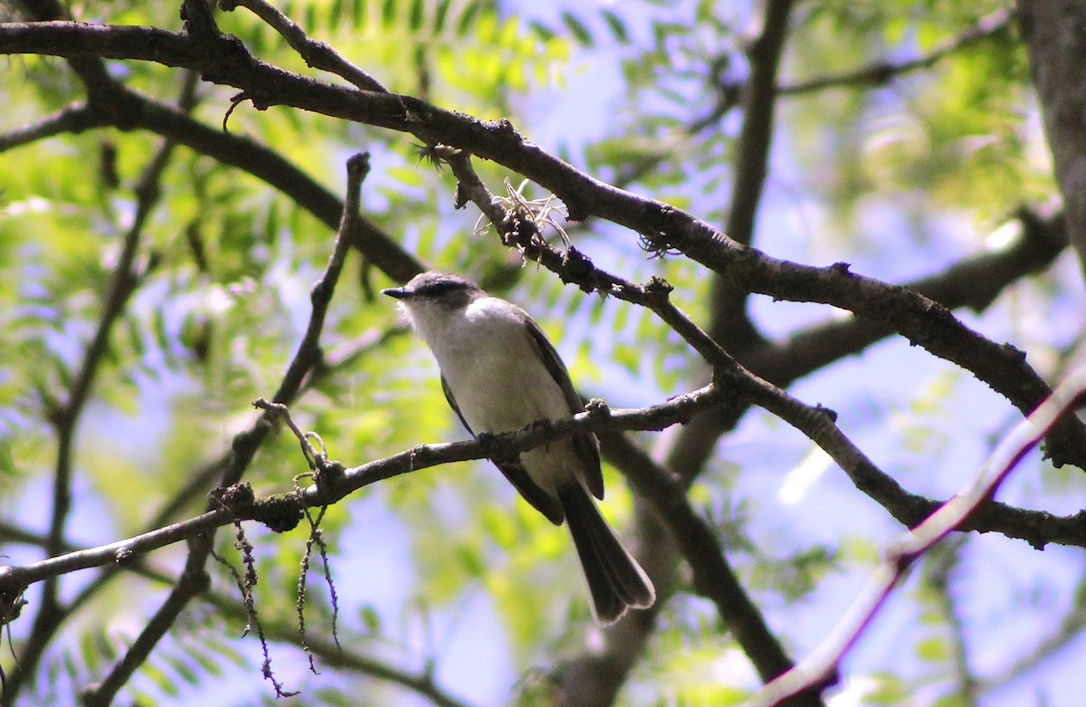 Suiriri Flycatcher - ML645811248