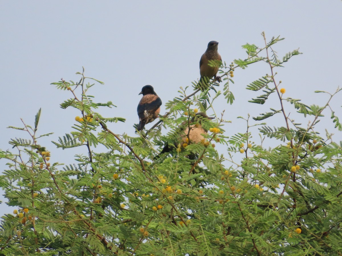 Rosy Starling - ML645811249