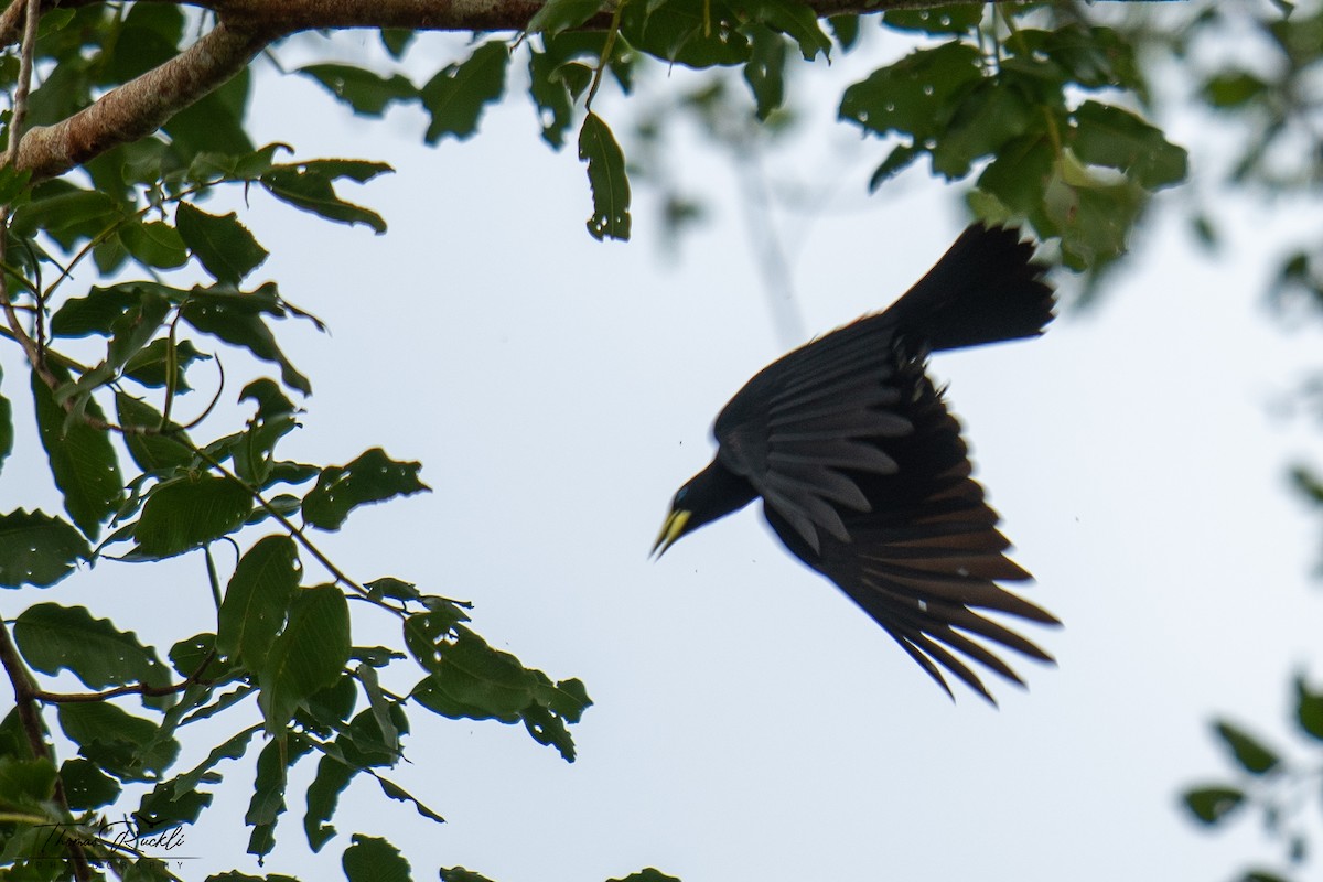 Касик червоногузий - ML645811250