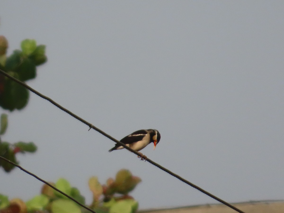 Indian Pied Starling - ML645811256