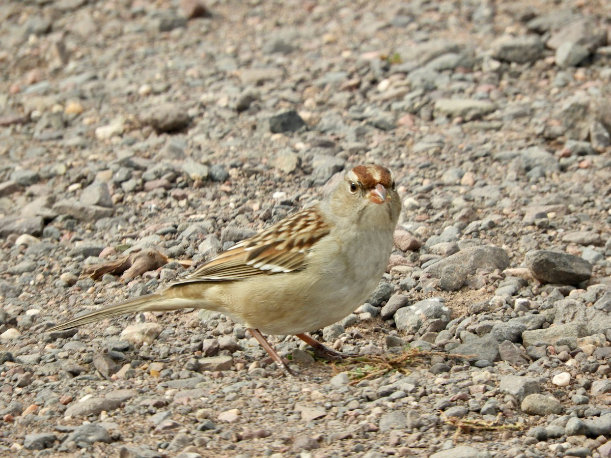White-crowned Sparrow - ML645811257