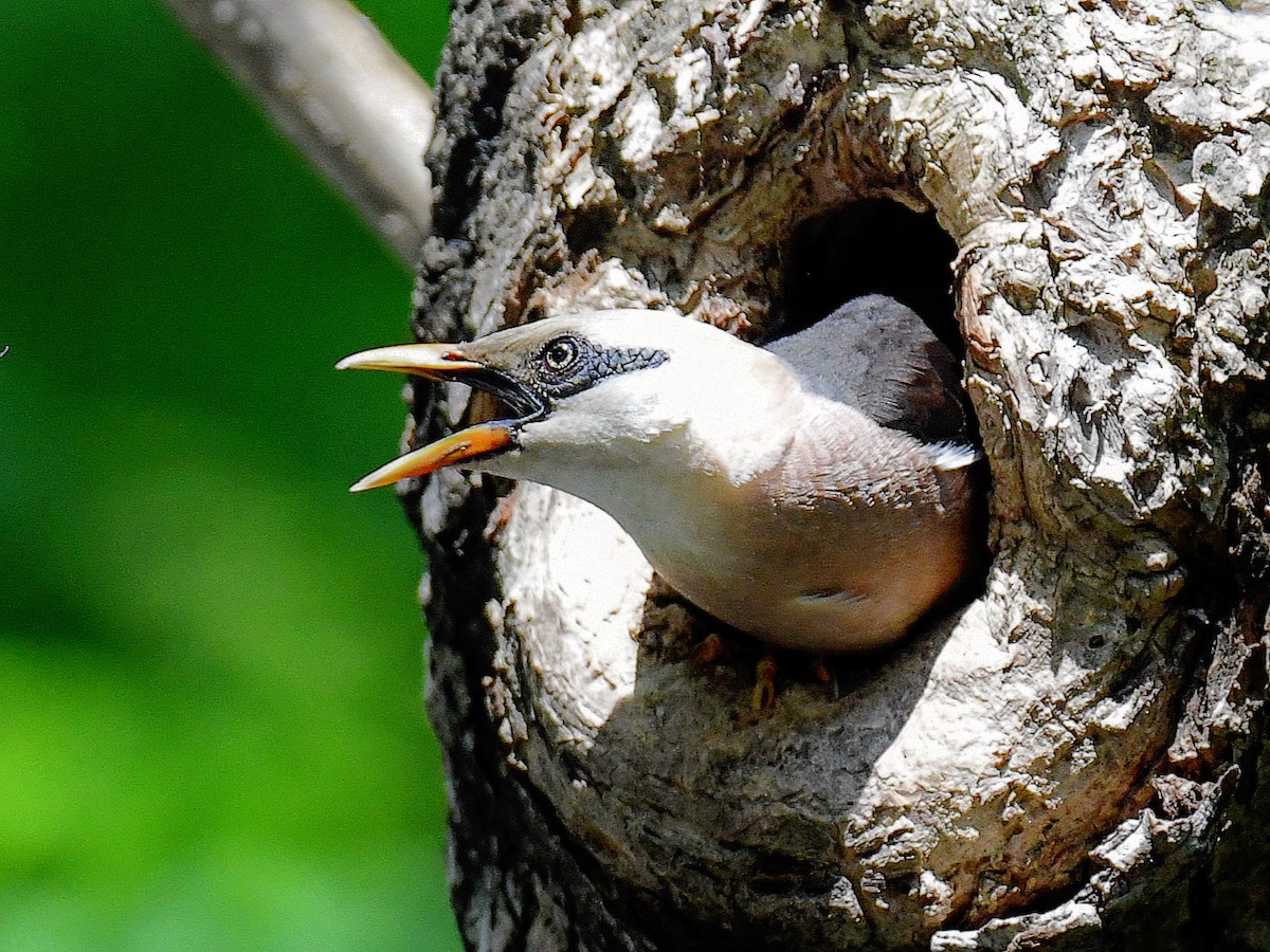 vinstær - ML645811272