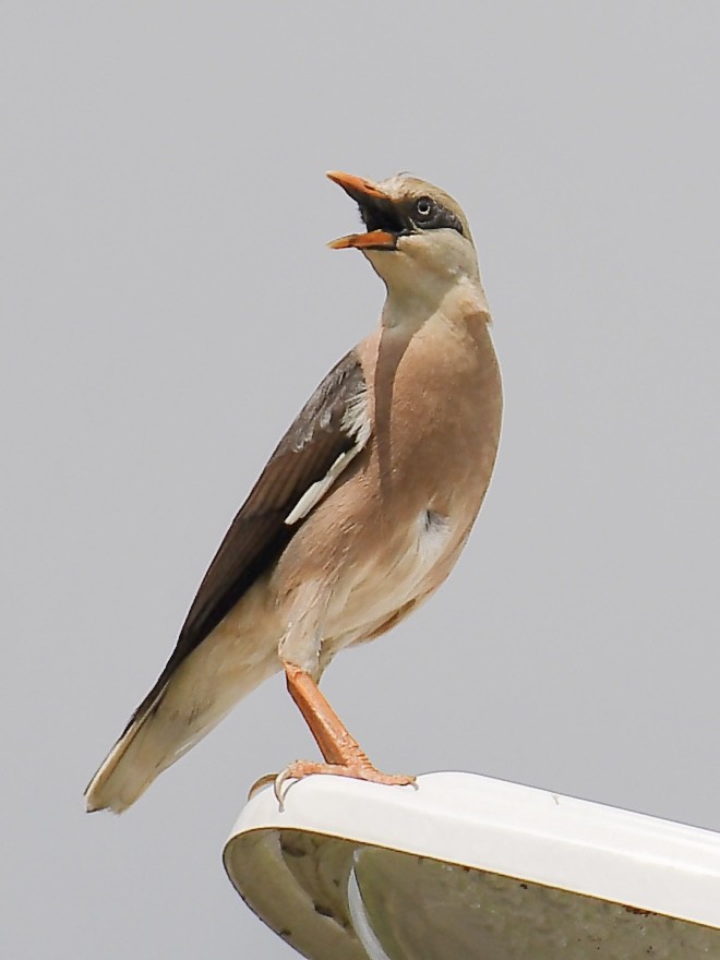 vinstær - ML645811273