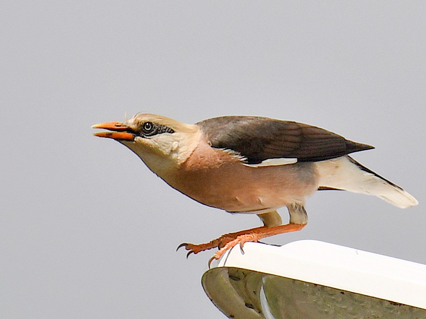 vinstær - ML645811274