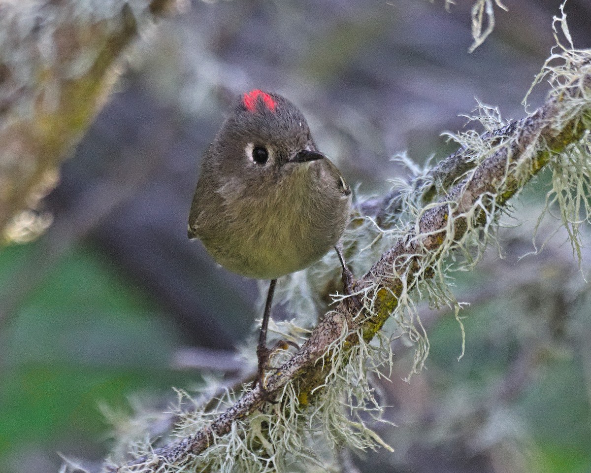 Ruby-crowned Kinglet - ML645811279