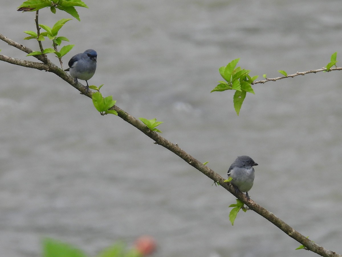 Plain-colored Tanager - ML645811286