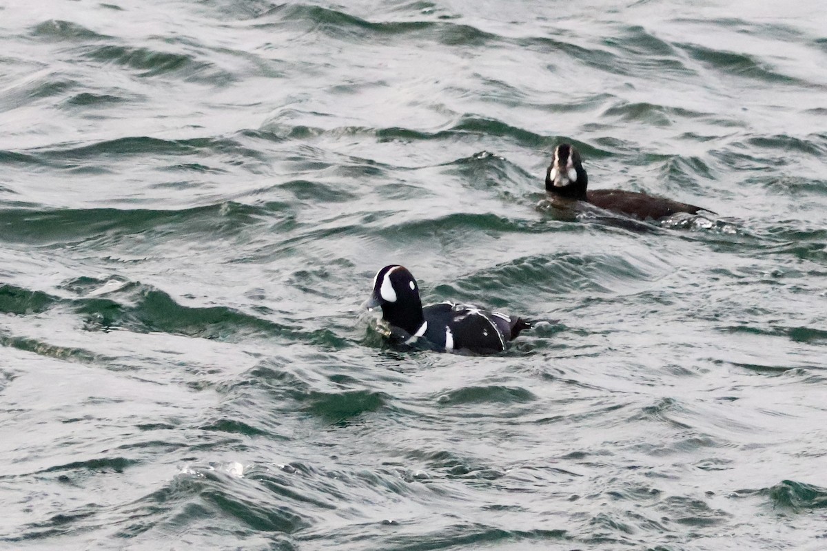 Harlequin Duck - ML645811287