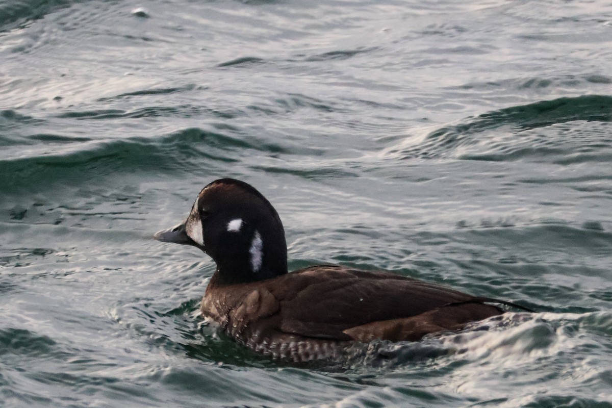 Harlequin Duck - ML645811288