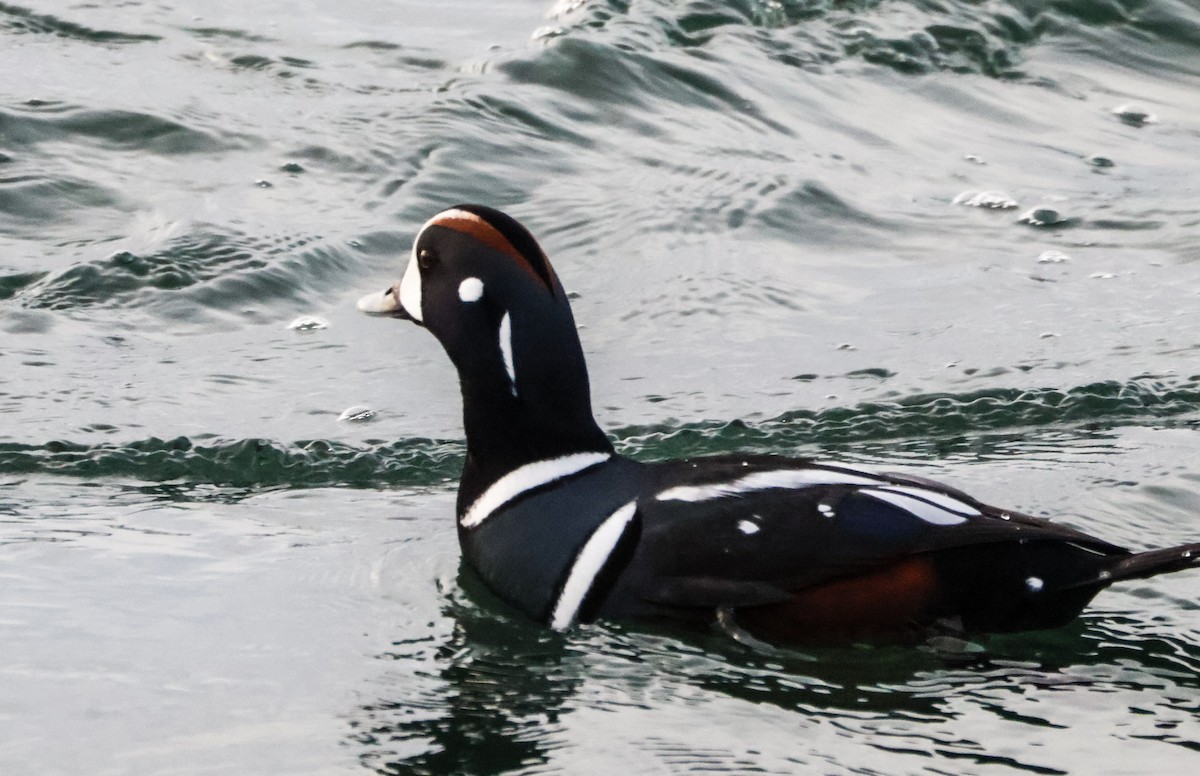 Harlequin Duck - ML645811291