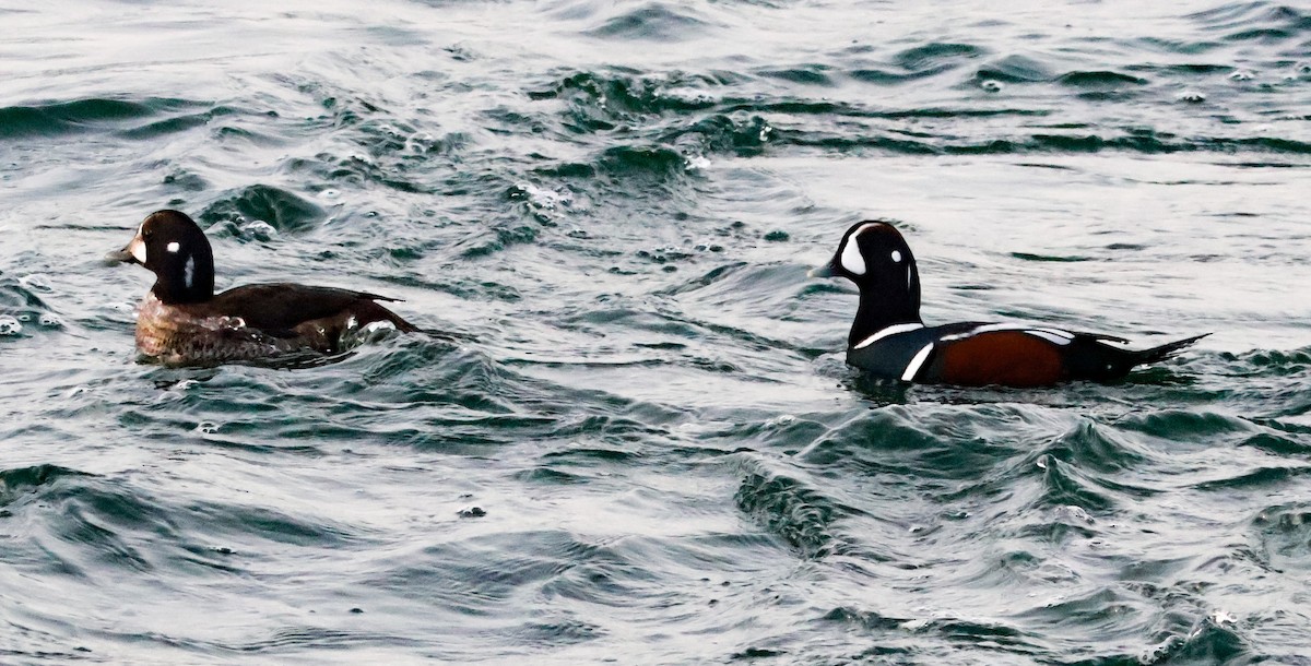 Harlequin Duck - ML645811292