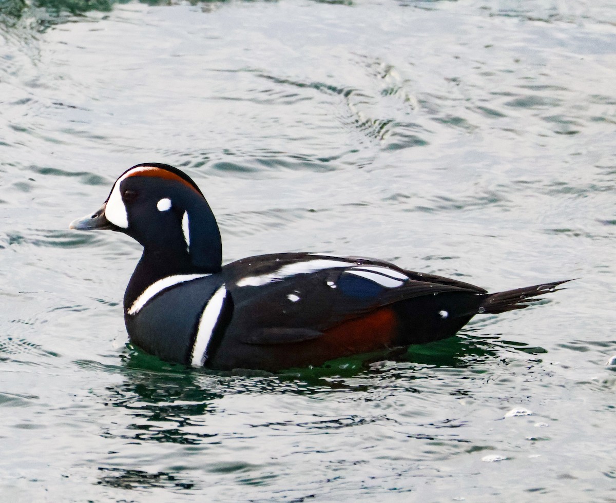 Harlequin Duck - ML645811293