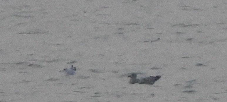 American Herring Gull - ML645811297