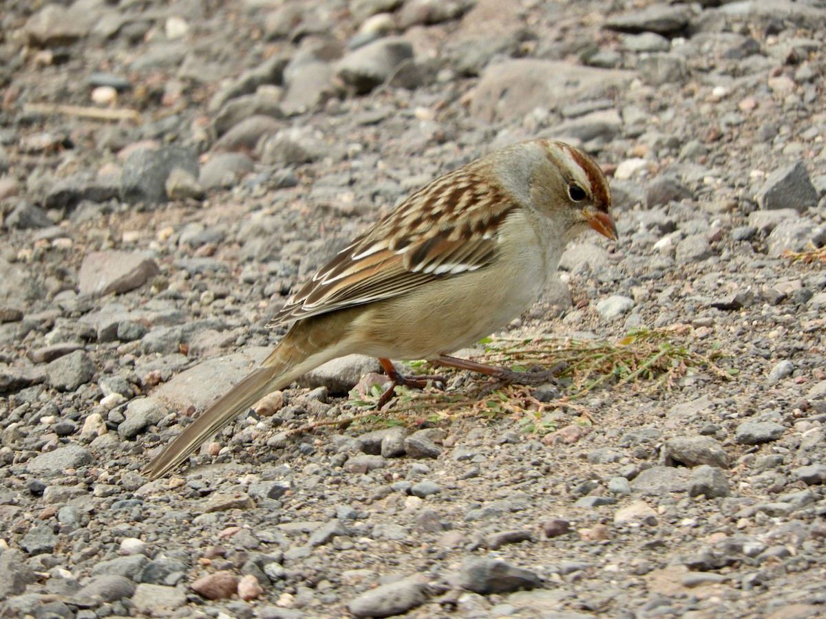 White-crowned Sparrow - ML645811298