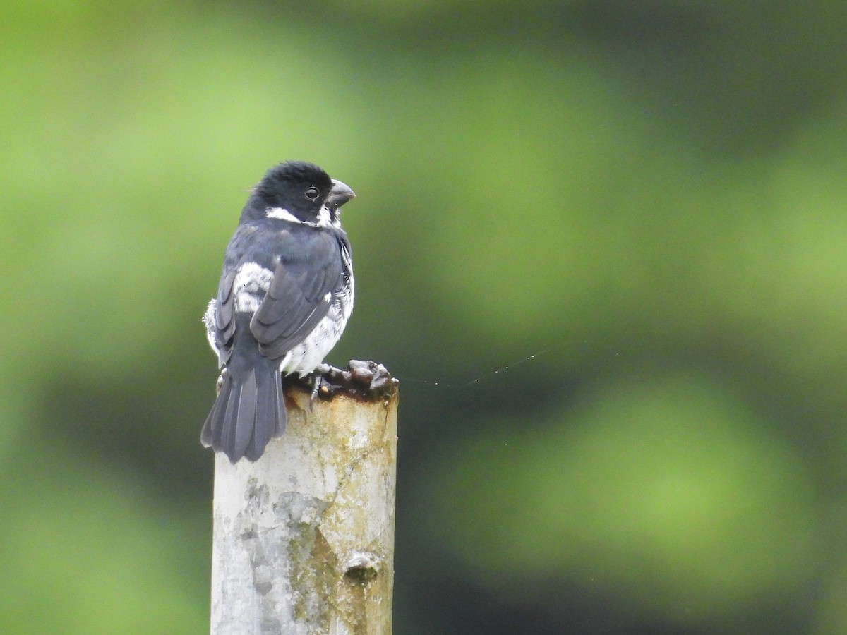 Variable Seedeater - ML645811300