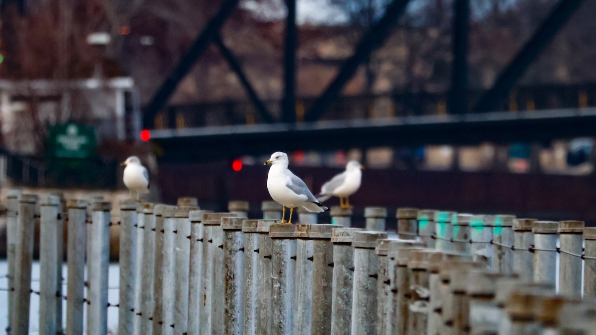Ring-billed Gull - ML645811305