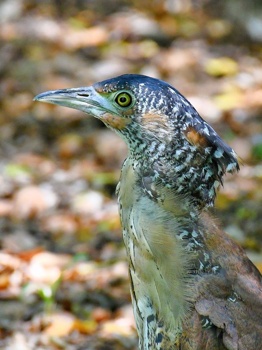 Квак малазійський - ML645811313