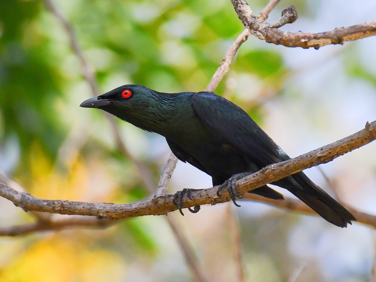 Шпак-малюк філіпінський - ML645811315
