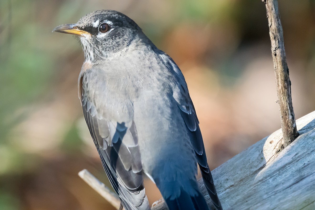 Дрізд мандрівний - ML645811316