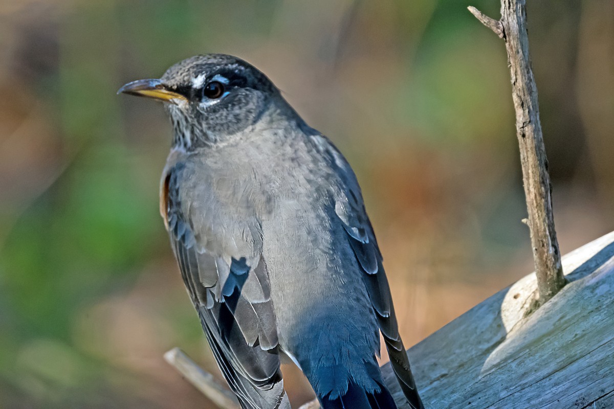 Дрізд мандрівний - ML645811317