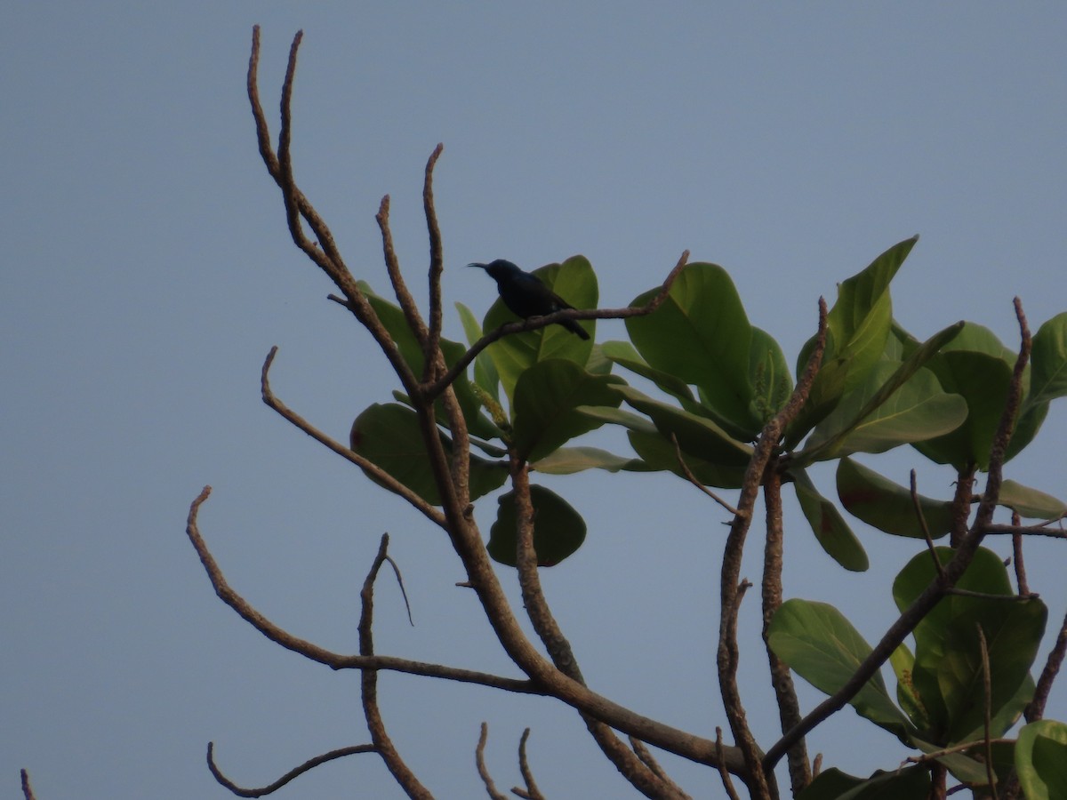 Маріка пурпурова - ML645811318