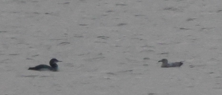 Гагара полярна - ML645811319