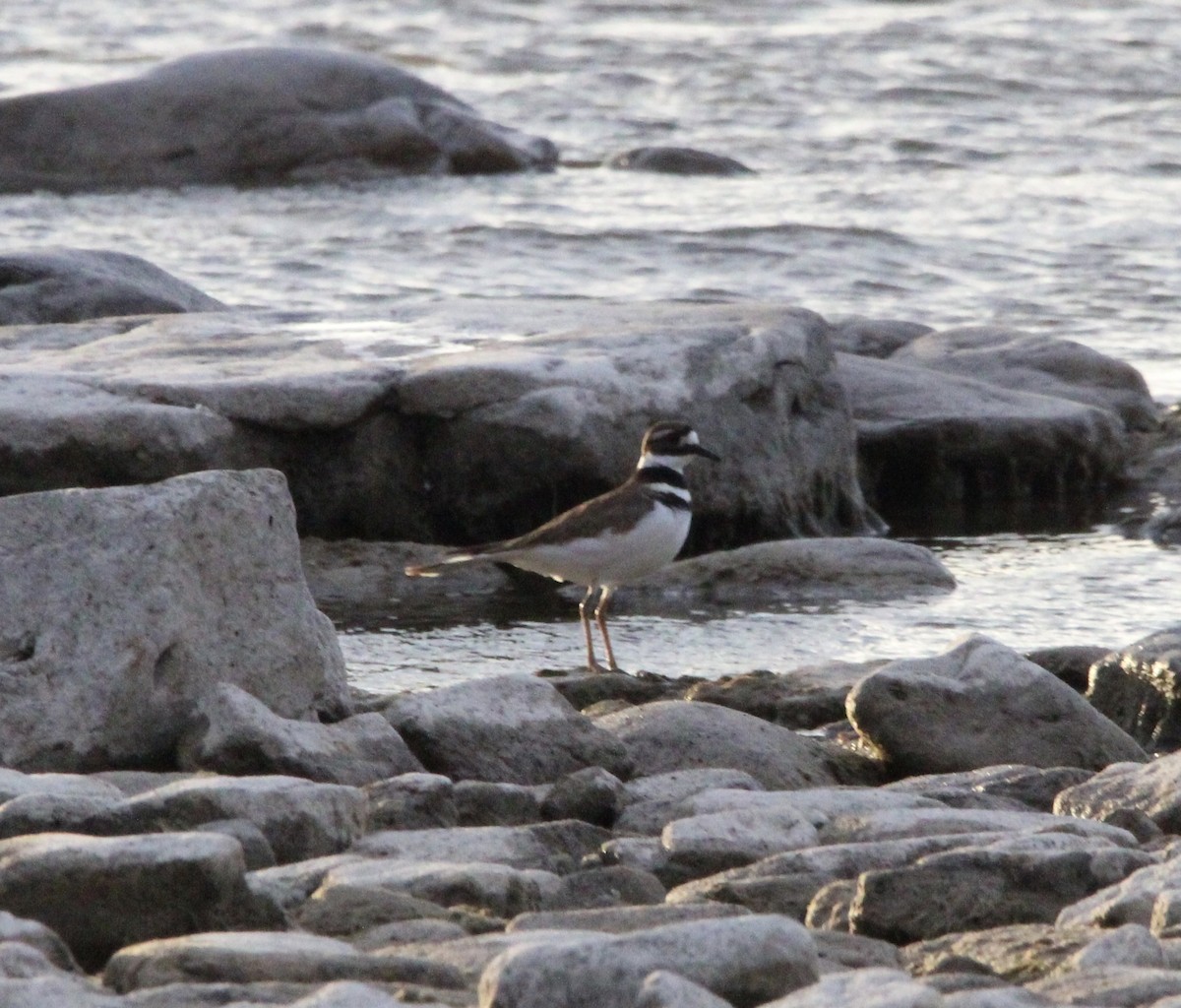 Killdeer - ML645811320