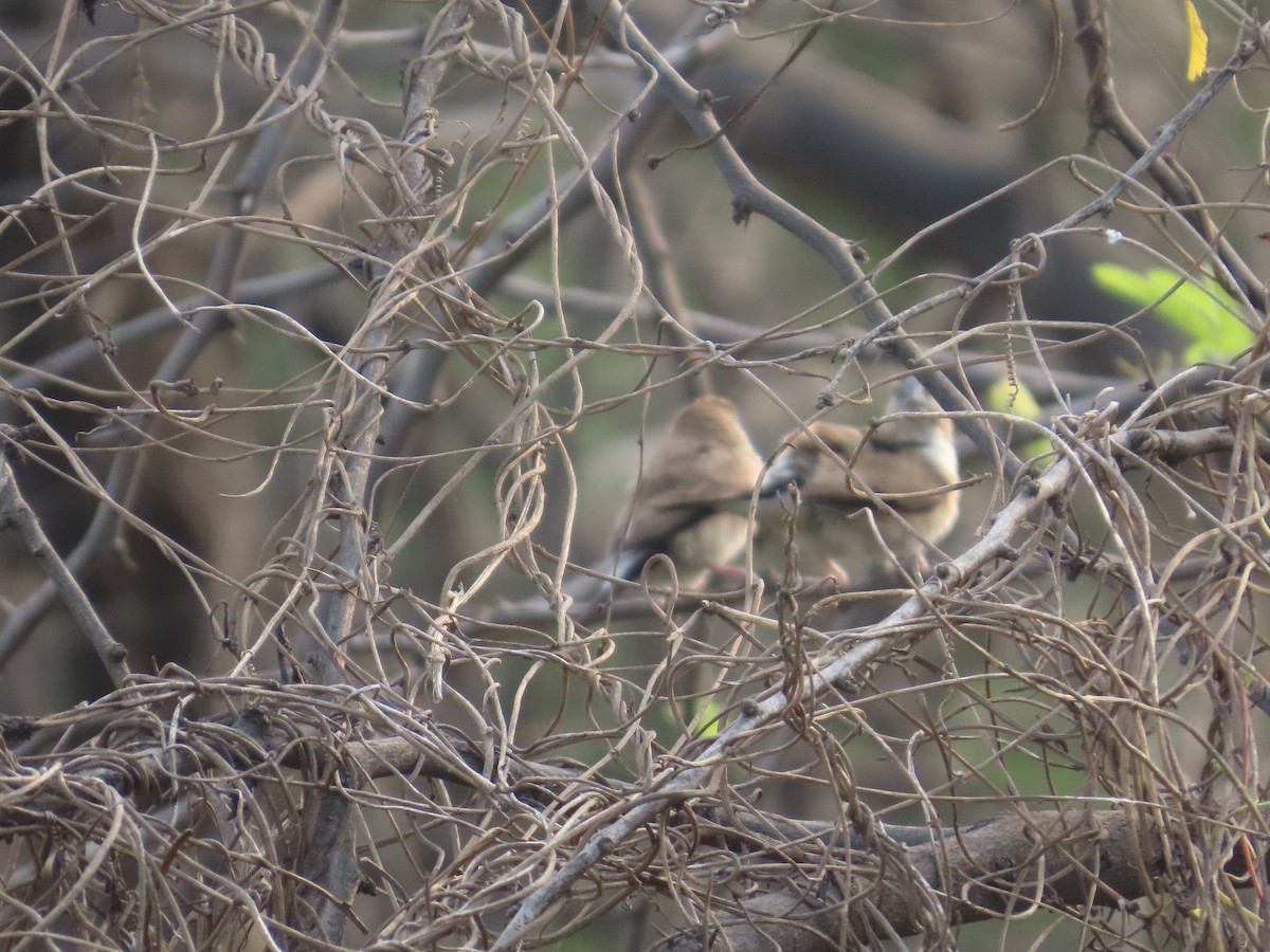 Сріблодзьоб індійський - ML645811321