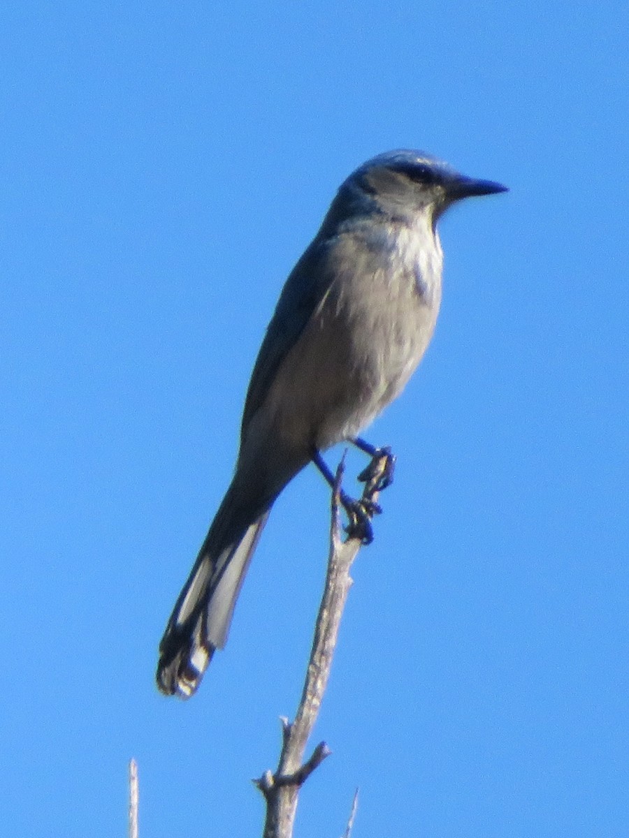 Сойка сонорська - ML645811322