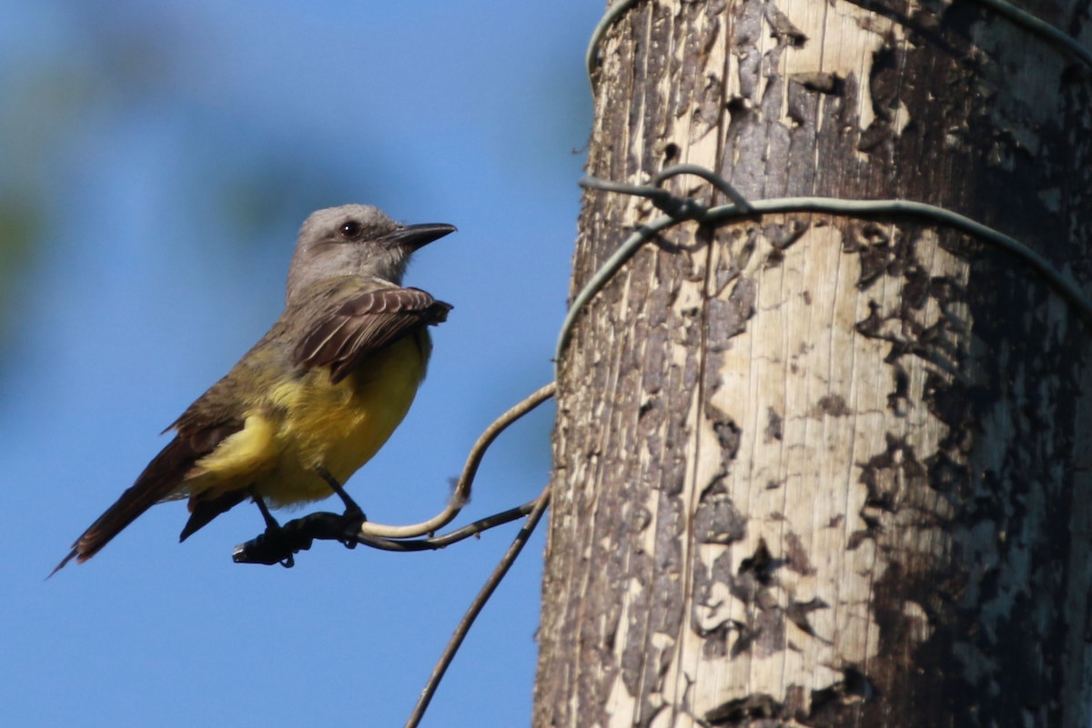 Тиран тропічний - ML645811323