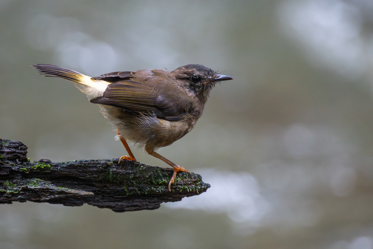 Коронник блідий - ML645811324