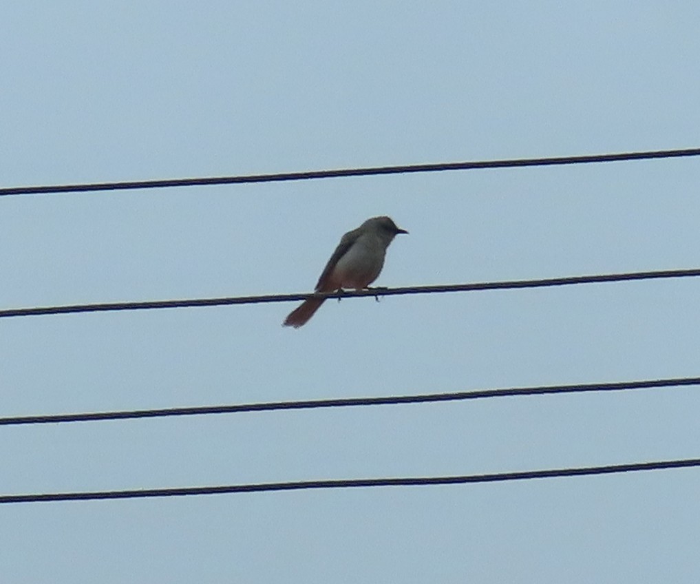 Пересмішник сивий - ML645811330