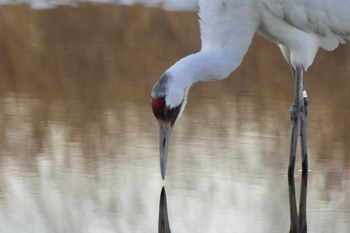 Whooping Crane - ML645811333