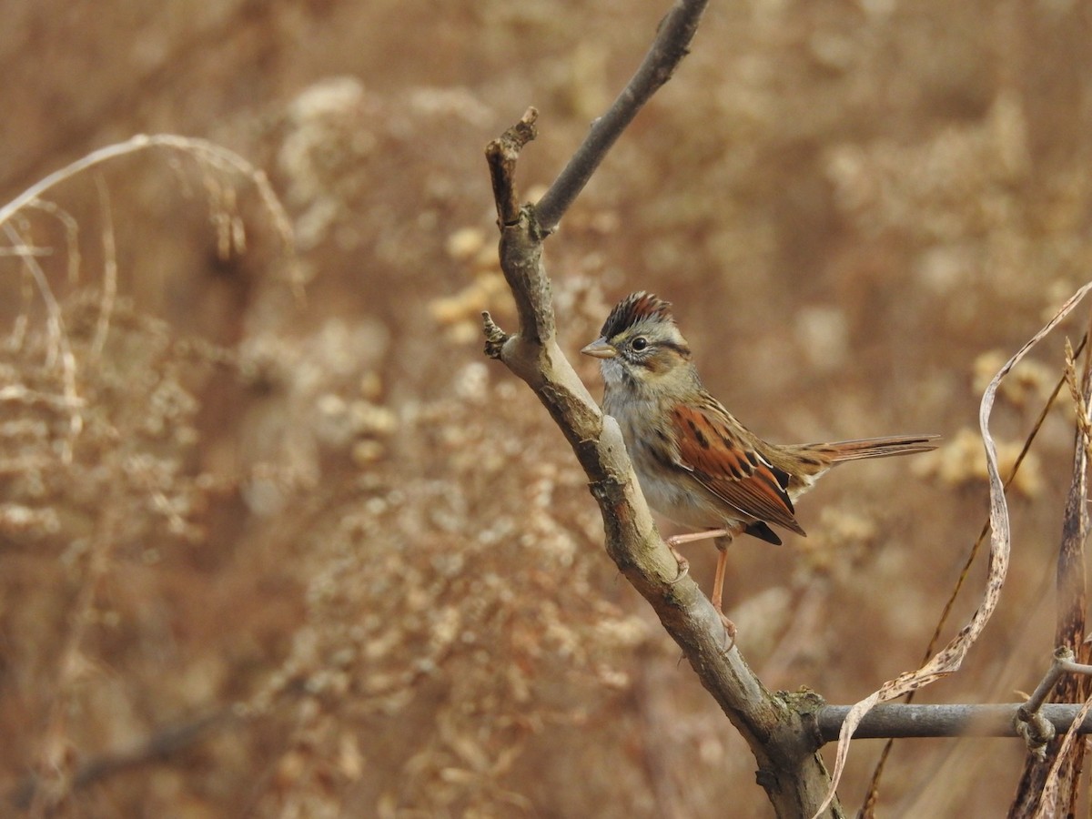 Пасовка болотяна - ML645811334