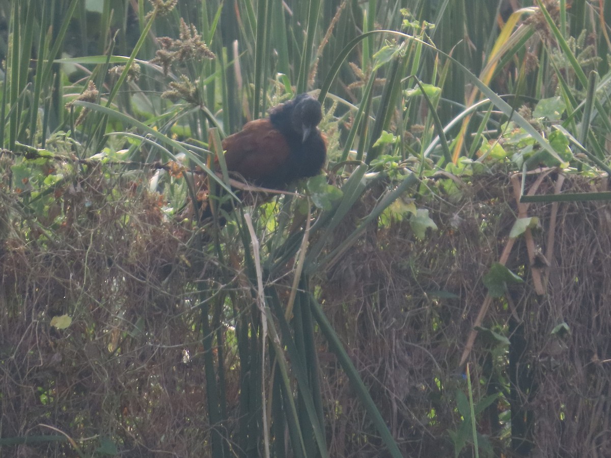 Коукал рудокрилий - ML645811336