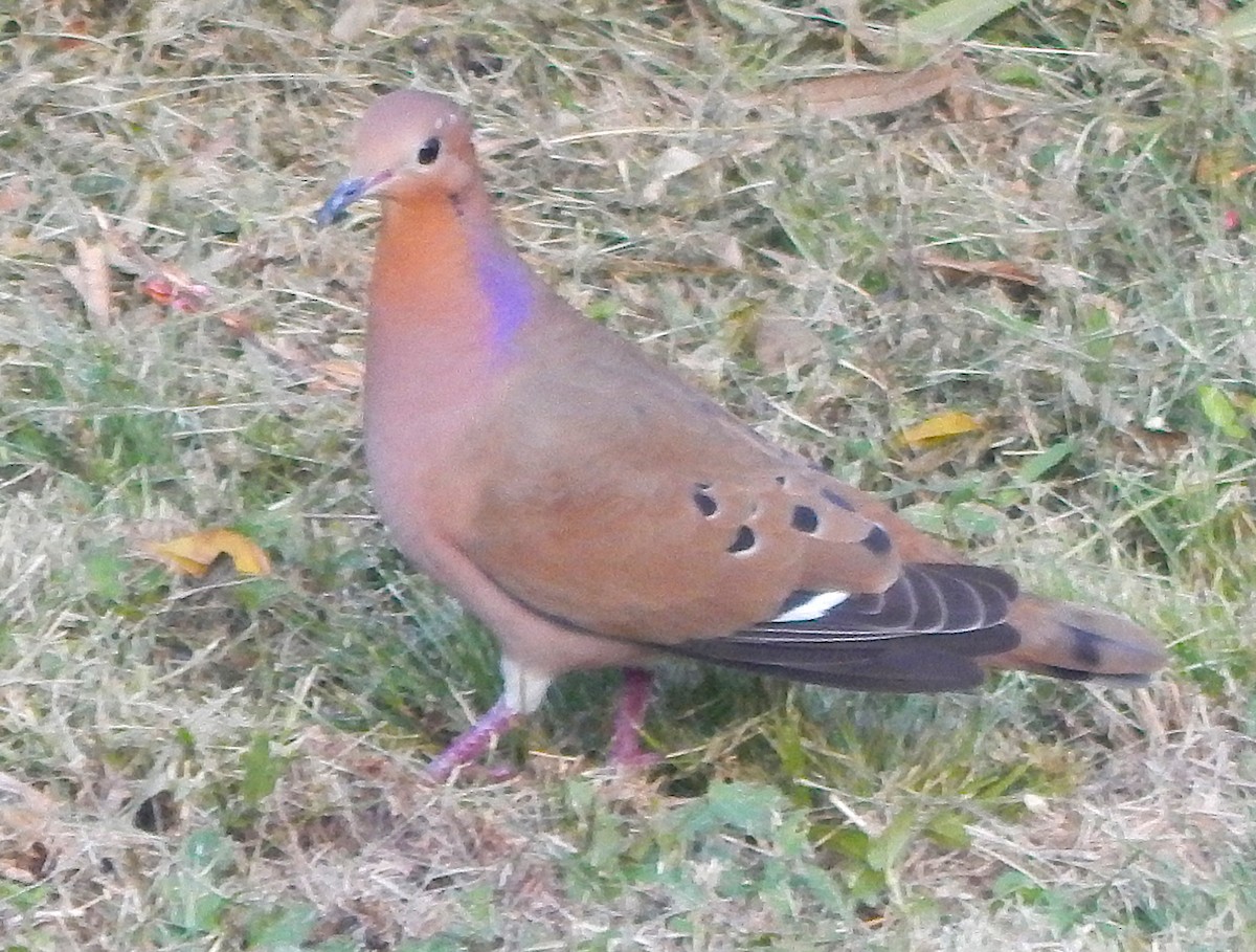 Зенаїда антильська - ML645811337