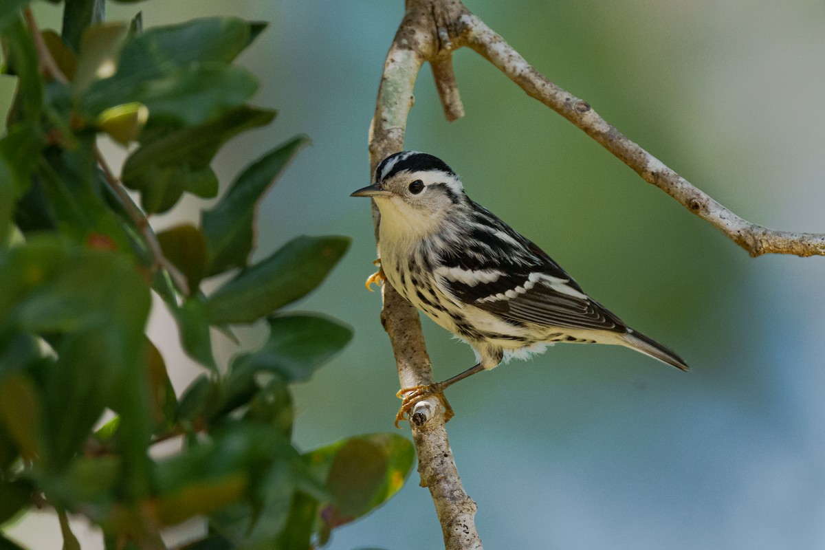 Пісняр строкатий - ML645811338