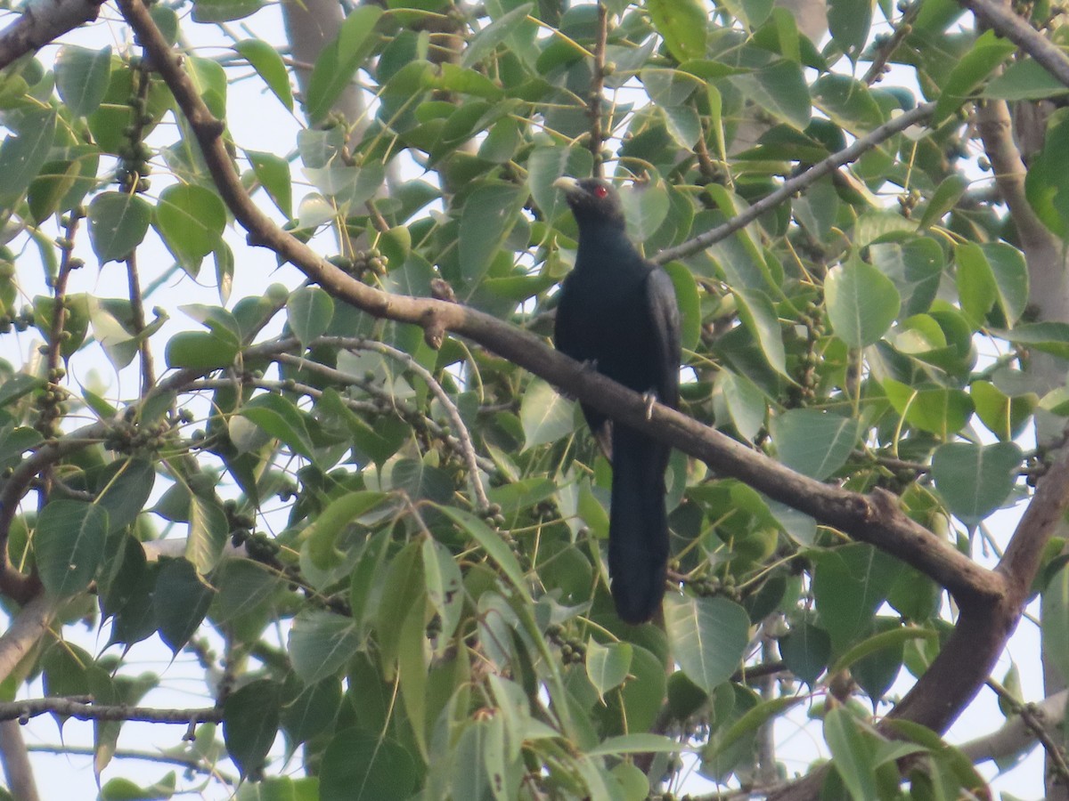 Коель великий - ML645811342